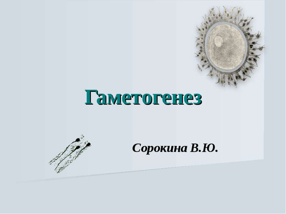 Гаметогенез