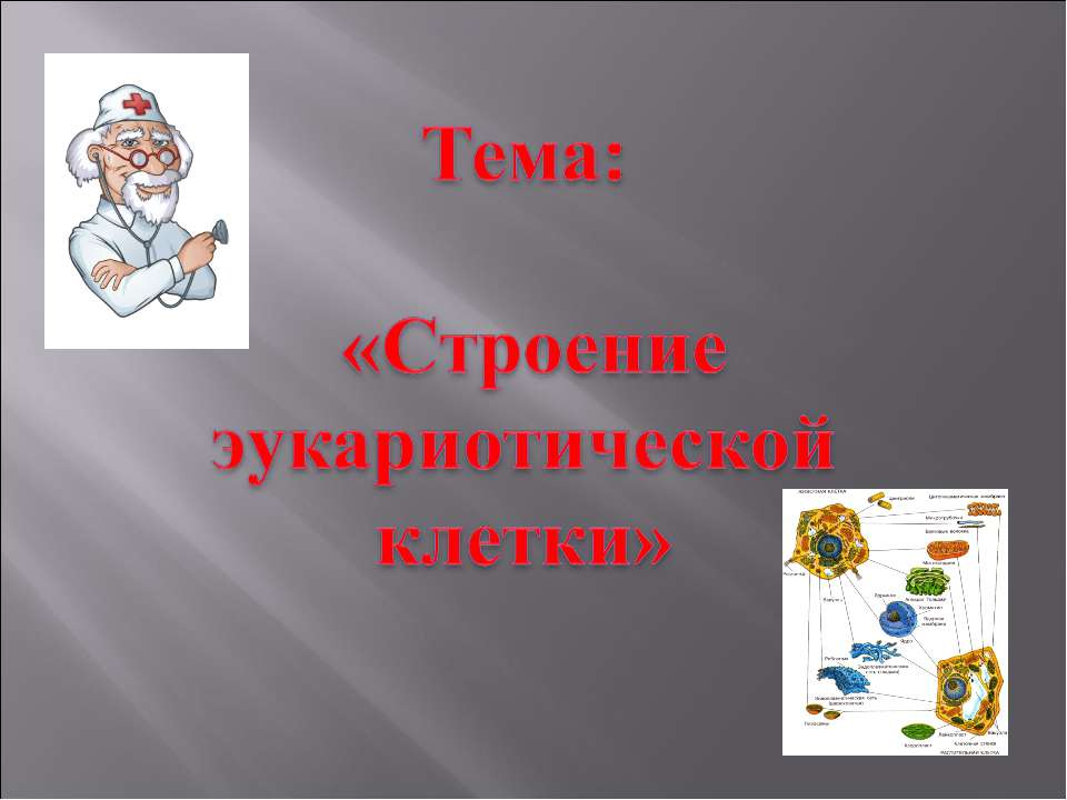 Строение эукариотической клетки