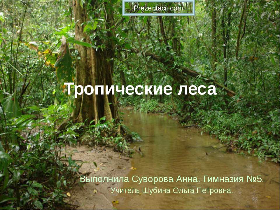 Тропические леса