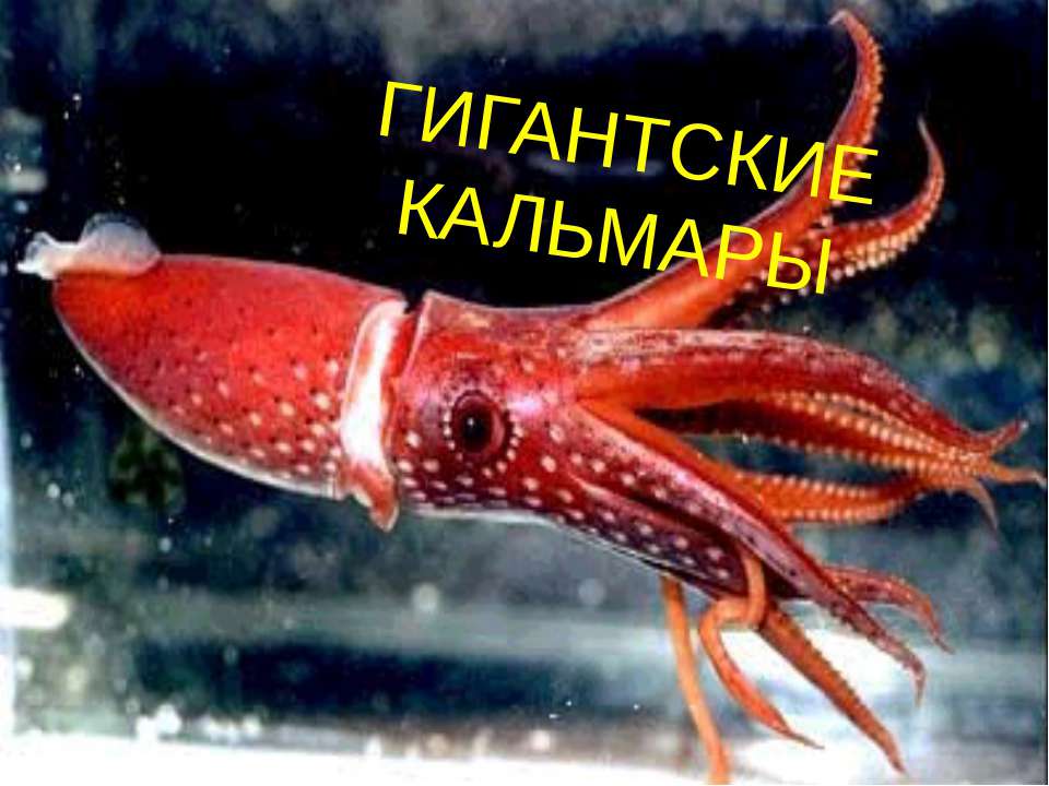 Гигантские кальмары