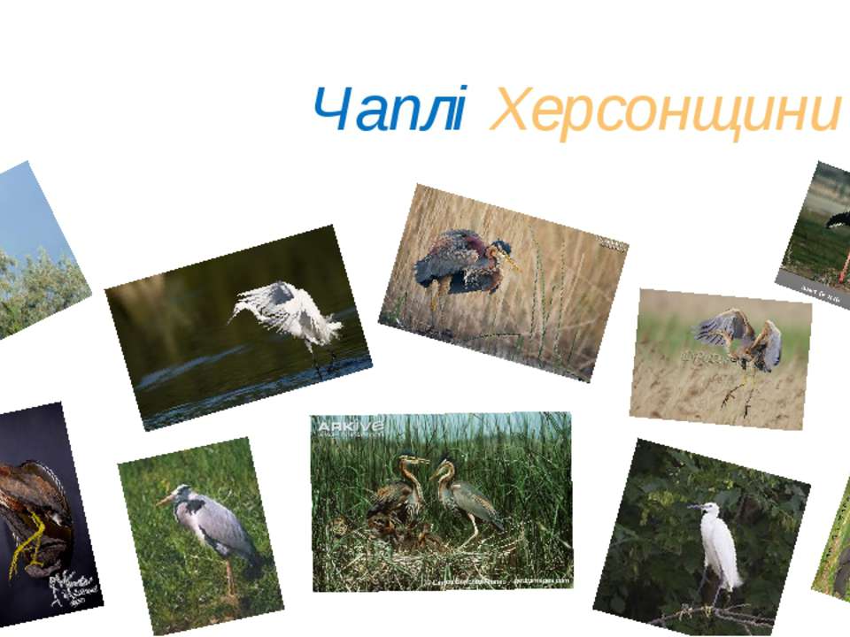 Чайки Украини