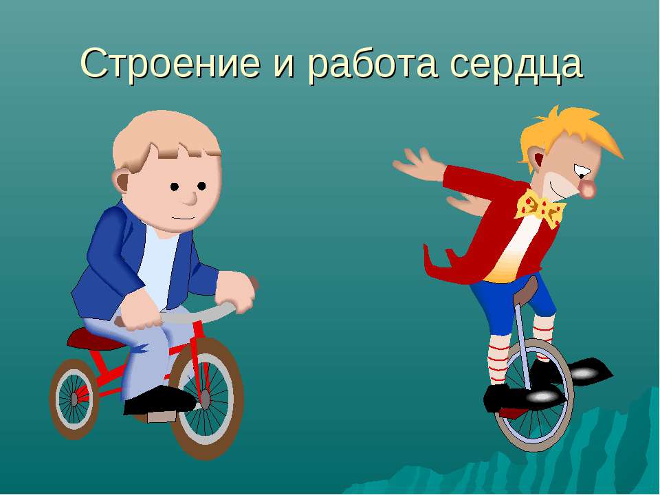 Строение и работа сердца