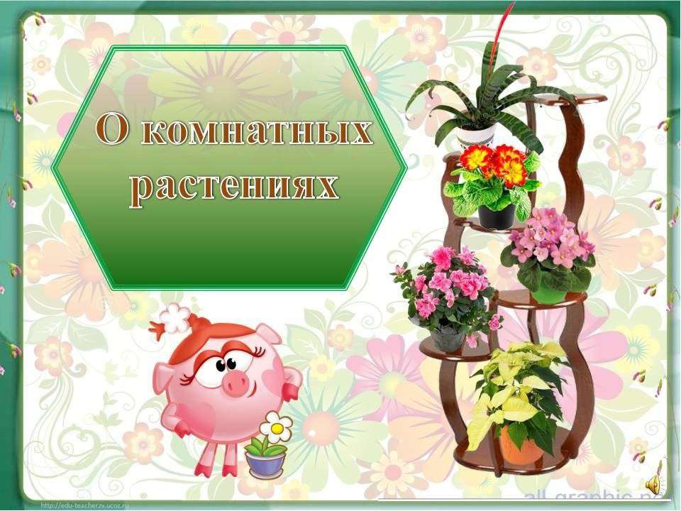 О комнатных растениях