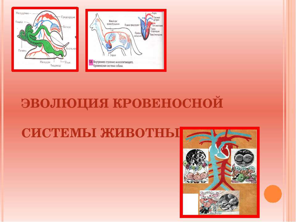 ЭВОЛЮЦИЯ КРОВЕНОСНОЙ СИСТЕМЫ ЖИВОТНЫХ, КРОВЬ