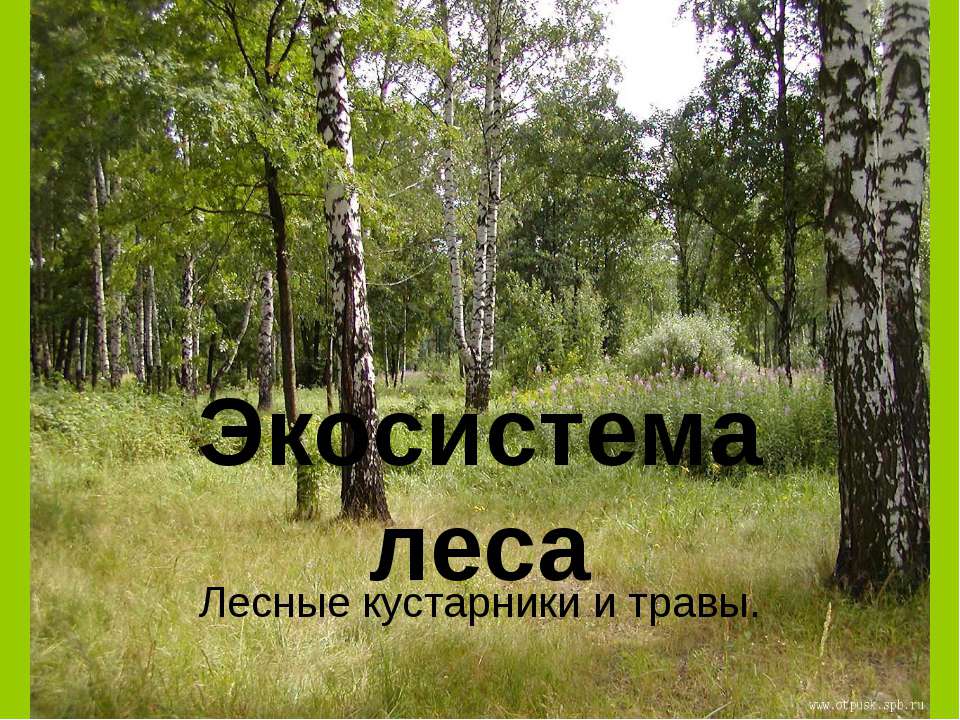 Экосистема леса Лесные кустарники и травы