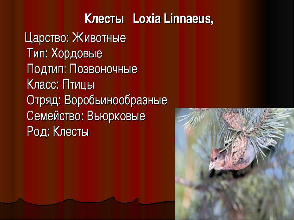 Клесты Loxia Linnaeus