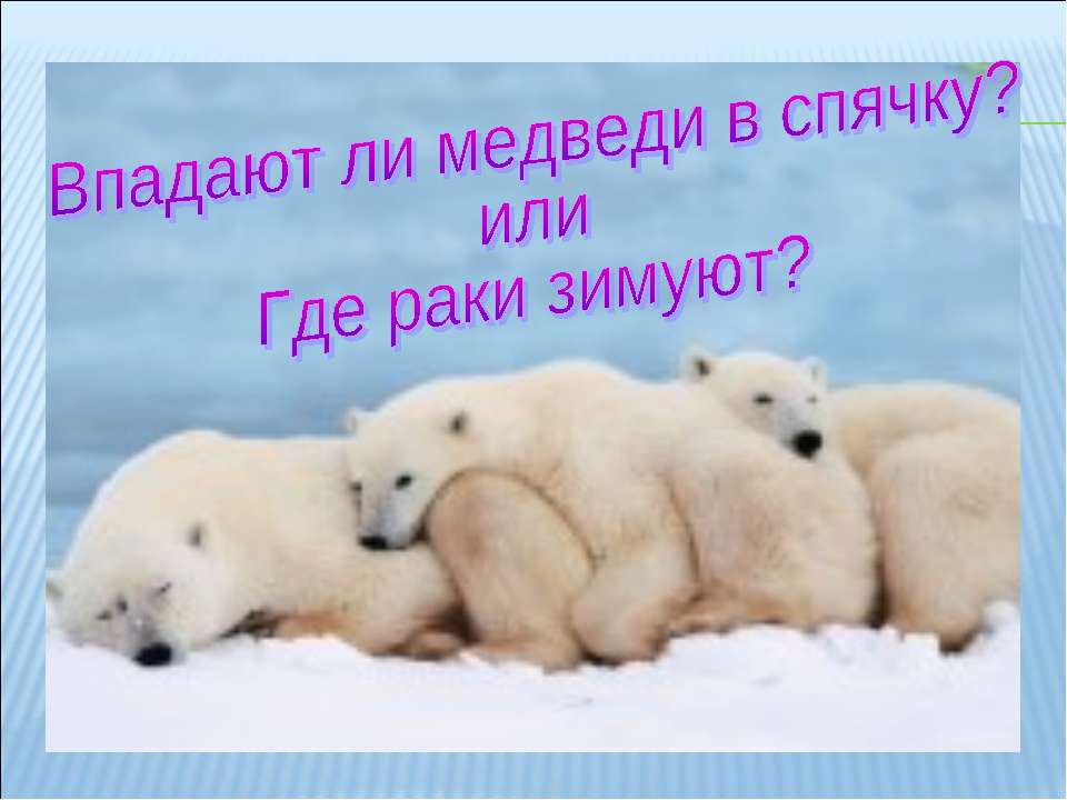 Впадают ли медведи в спячку? Или где раки зимуют?