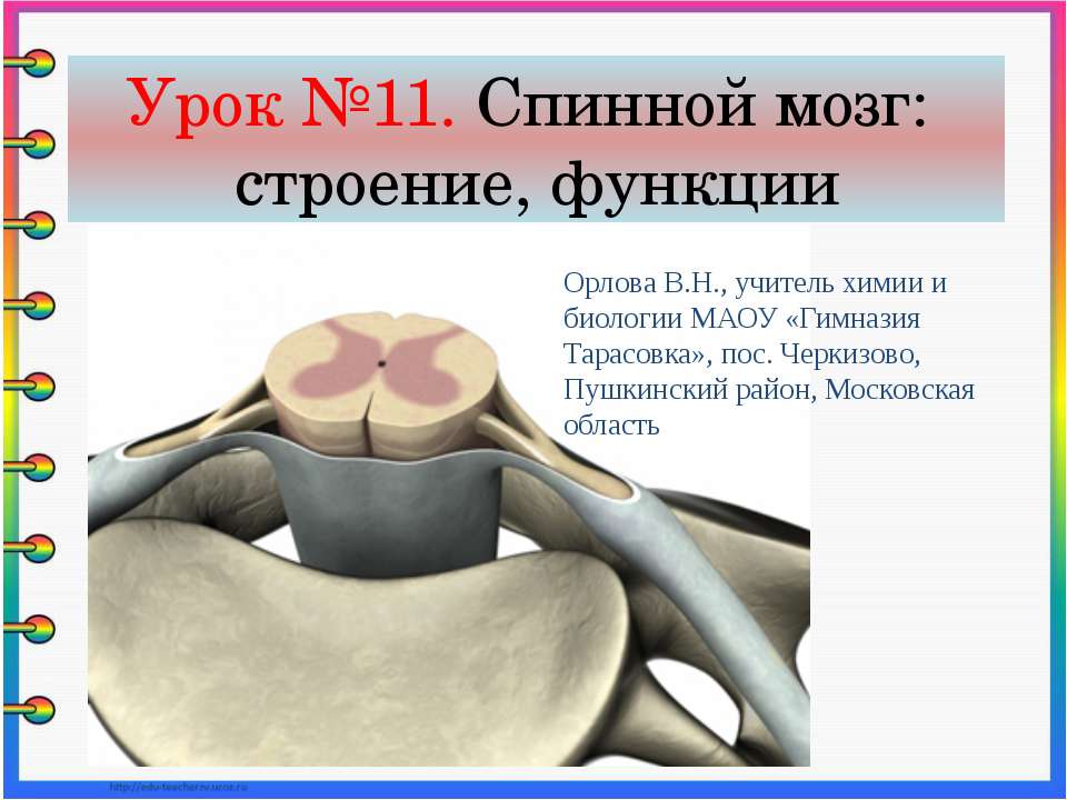 Спинной мозг: строение, функции