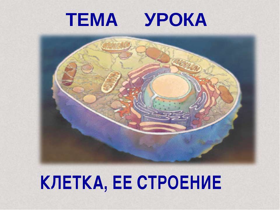 Клетка, её строение