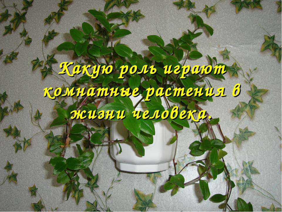 Какую роль играют комнатные растения в жизни человека