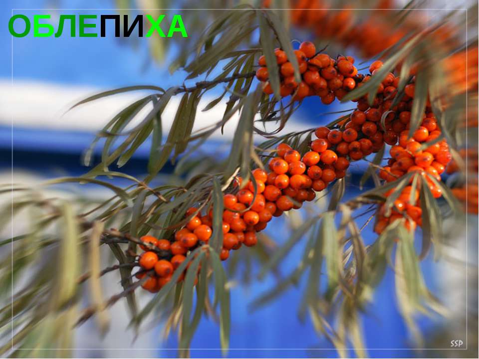Облепиха