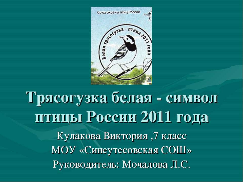 Трясогузка белая - символ птицы России 2011 года