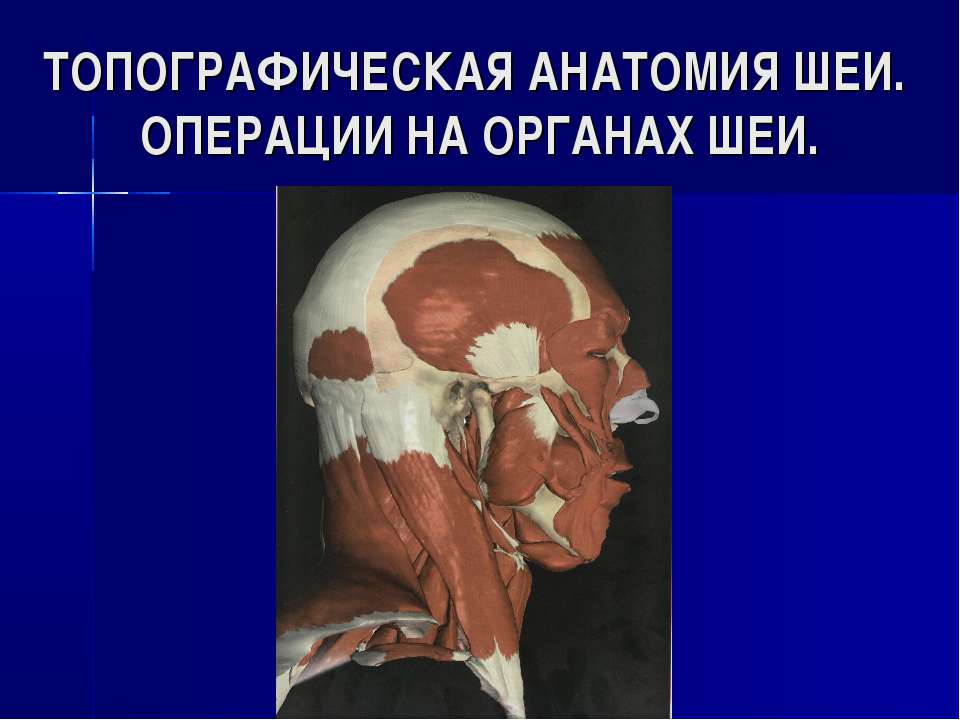 Топографическая анатомия шеи. Операции на органах шеи