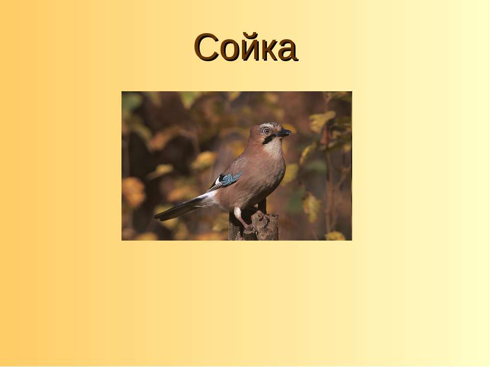 Сойка