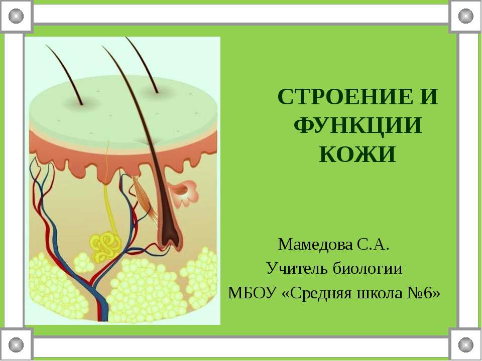 Строение и функции кожи
