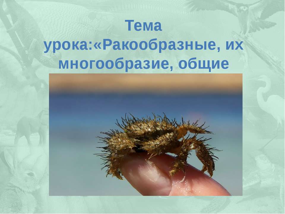 Ракообразные, их многообразие, общие черты и значение