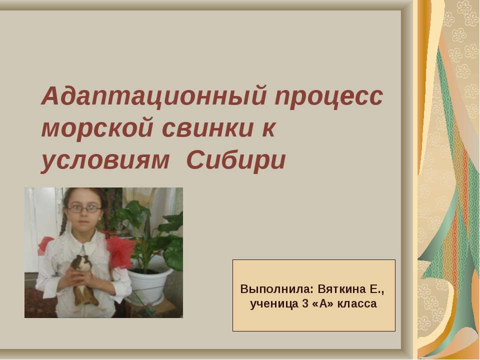 Адаптационный процесс морской свинки к условиям Сибири