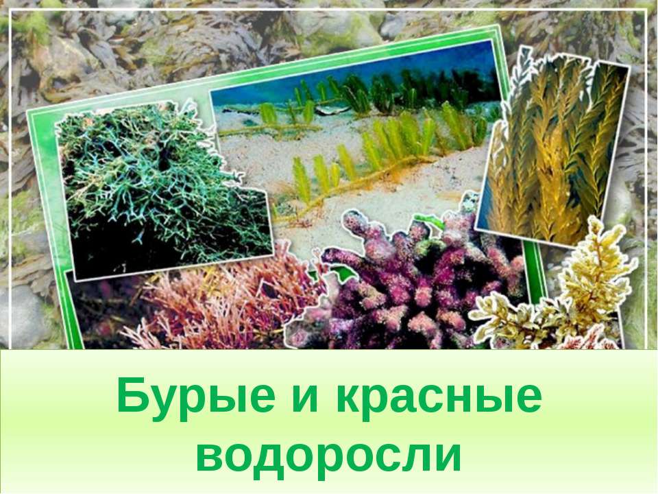 Бурые и красные водоросли