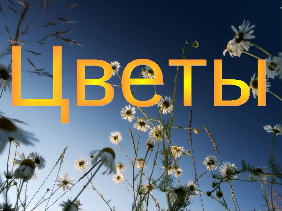 Цветы