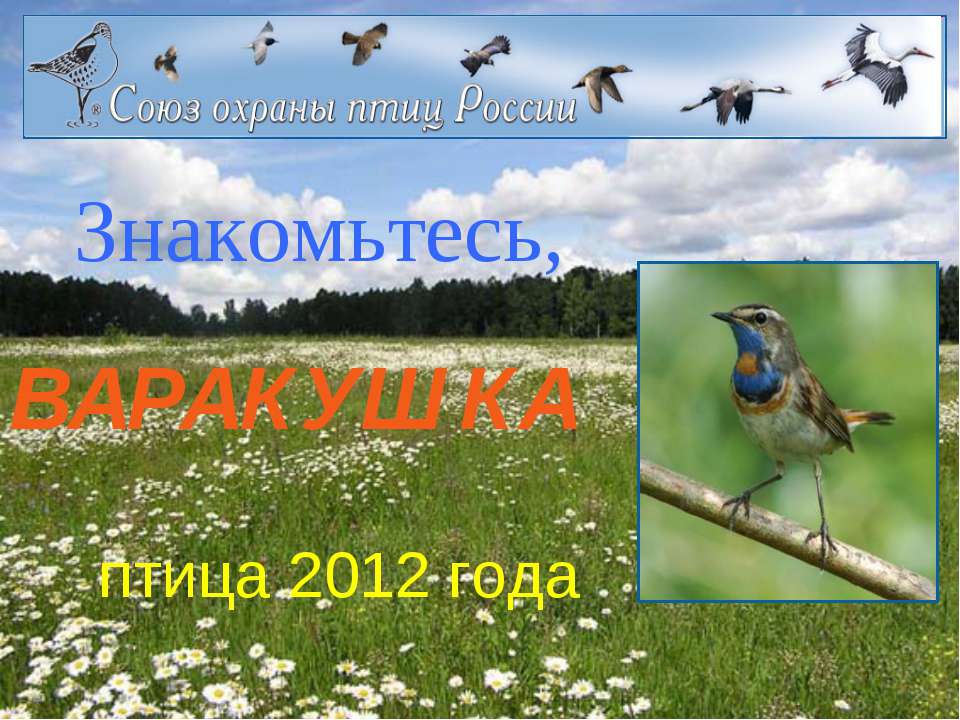 Варакушка
