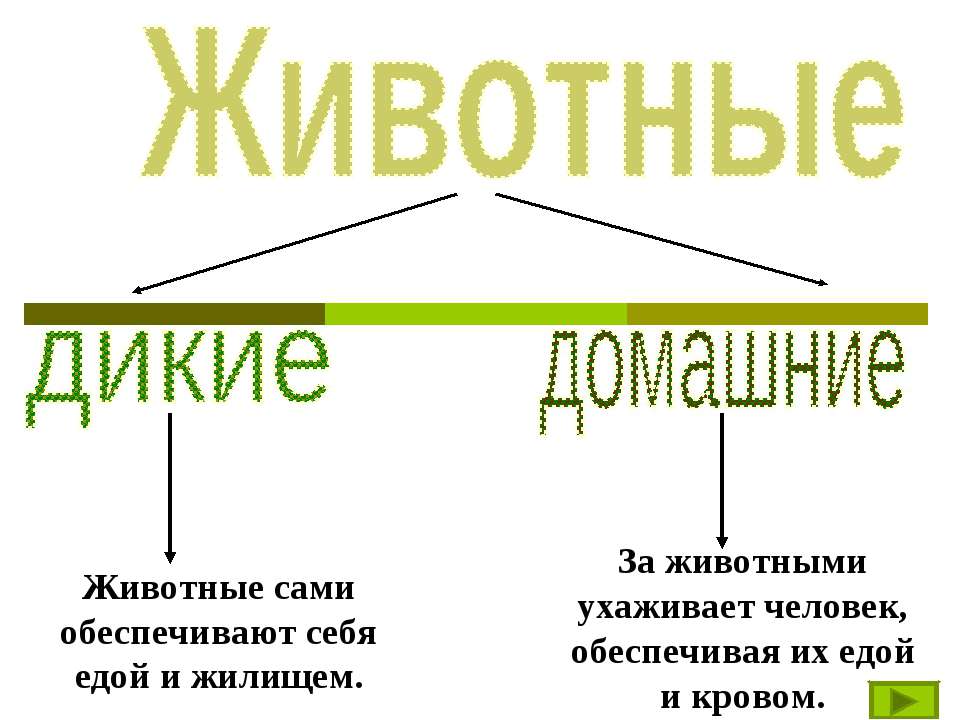 Животные