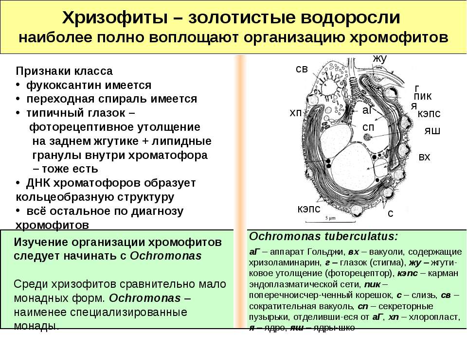 Хризофиты – золотистые водоросли
