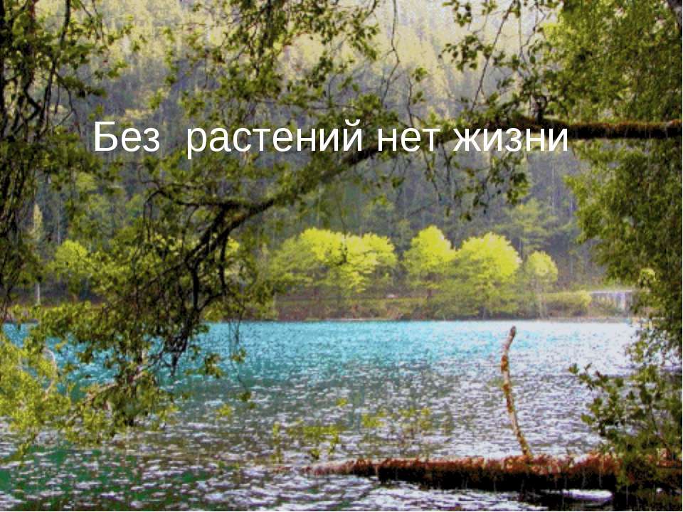 Без растений нет жизни