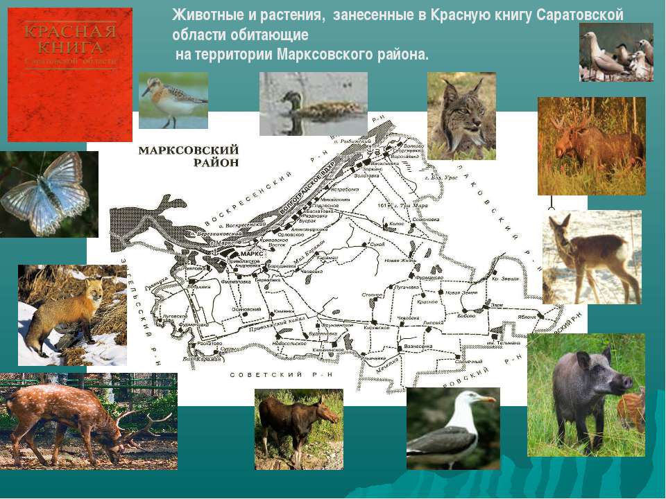 Животные и растения, занесенные в Красную книгу Саратовской области обитающие на территории Марксовского района