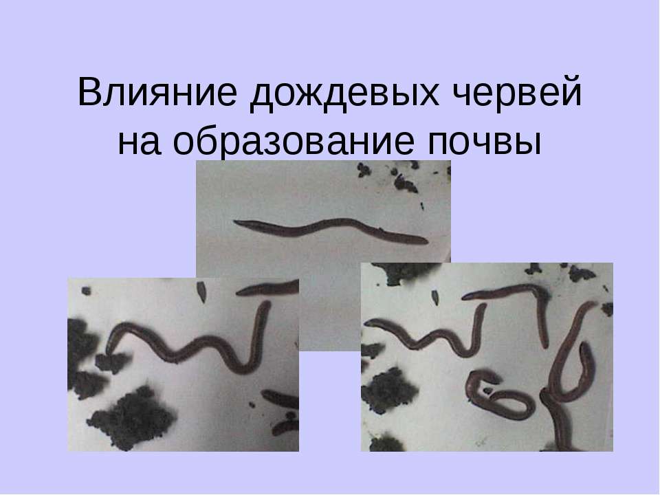 Влияние дождевых червей на образование почвы