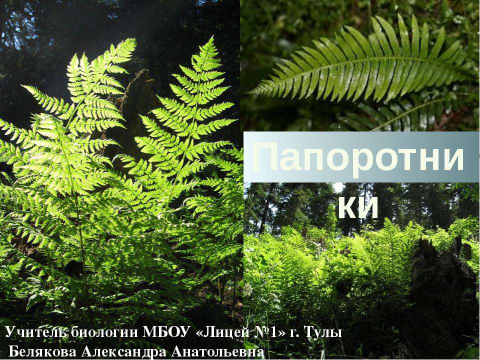 Папоротники