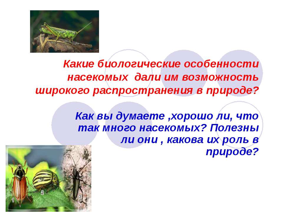 Многообразие насекомых, их роль в природе и жизни человека