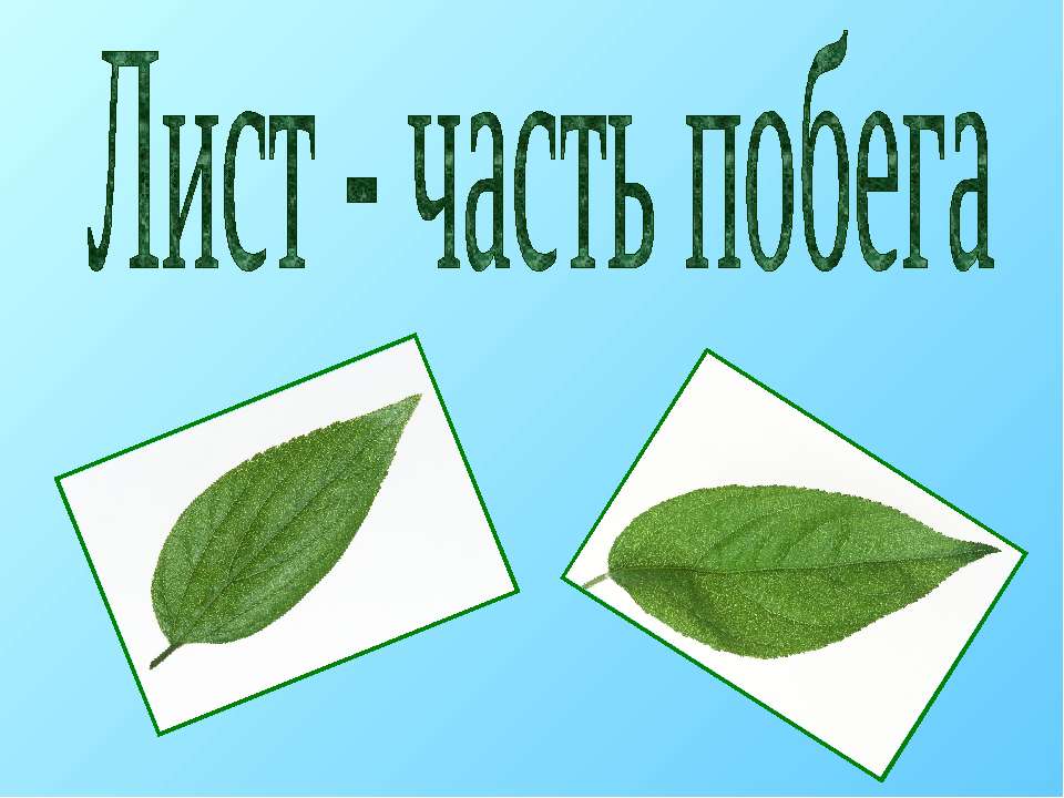 Лист - часть побега