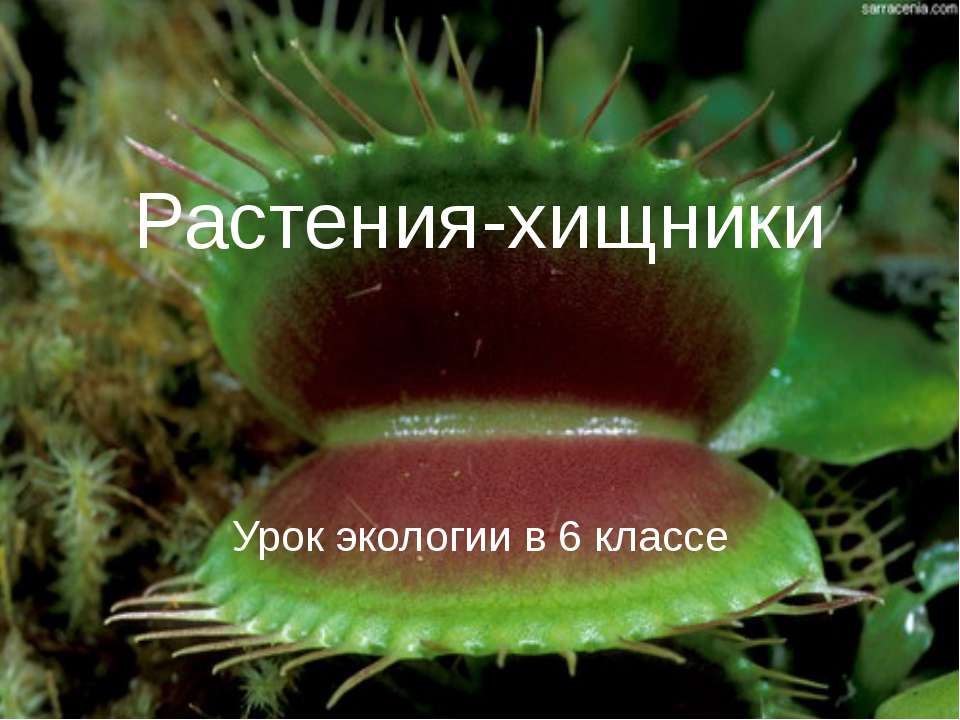 Растения-хищники