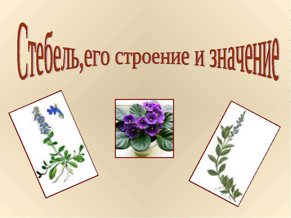 Стебель,его строение и значение
