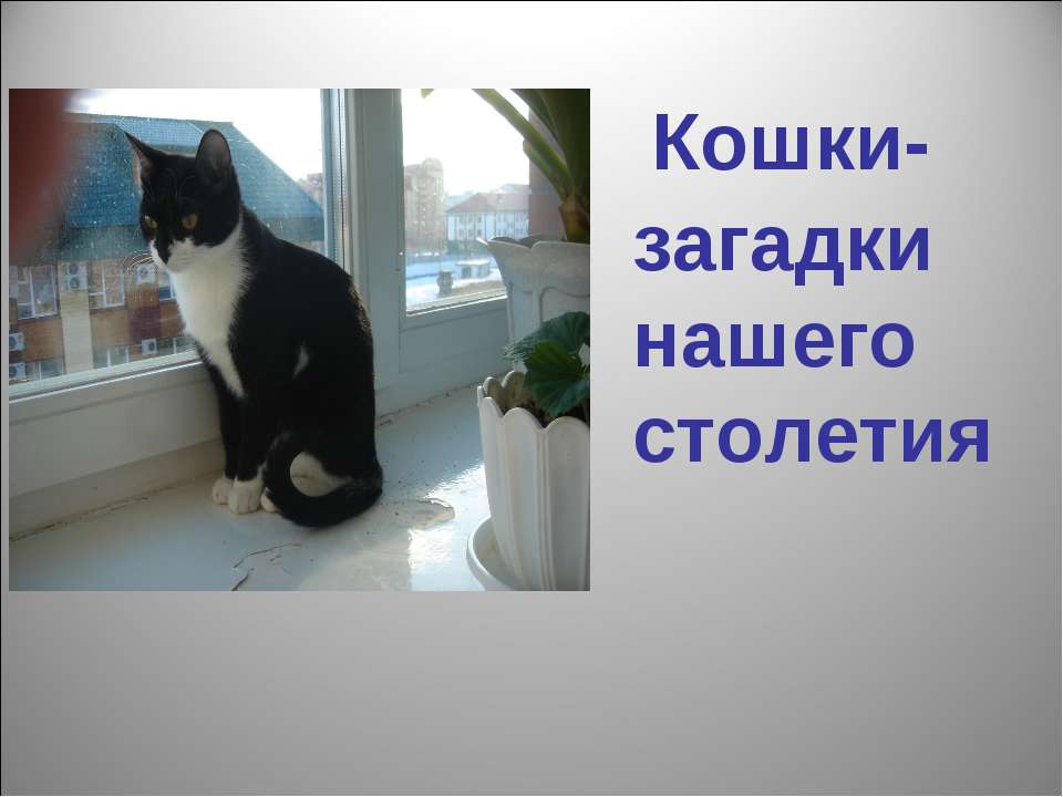 Кошки - загадки нашего столетия