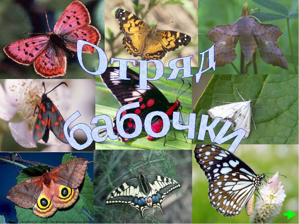 Отряд бабочки