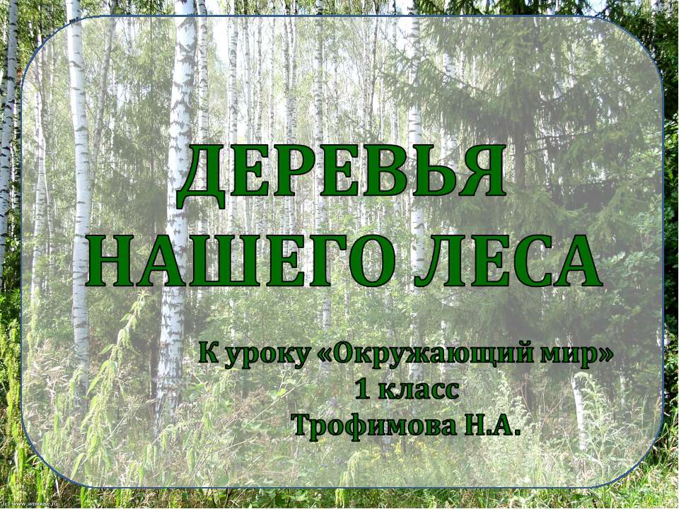 Деревья нашего леса 1 класс