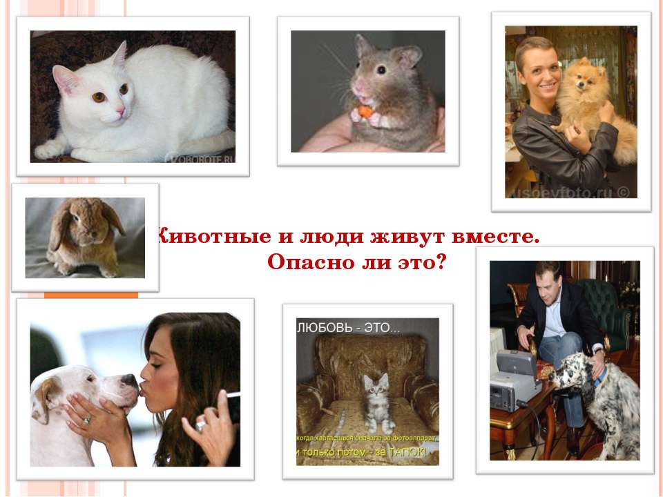 Животные и люди живут вместе. Опасно ли это?
