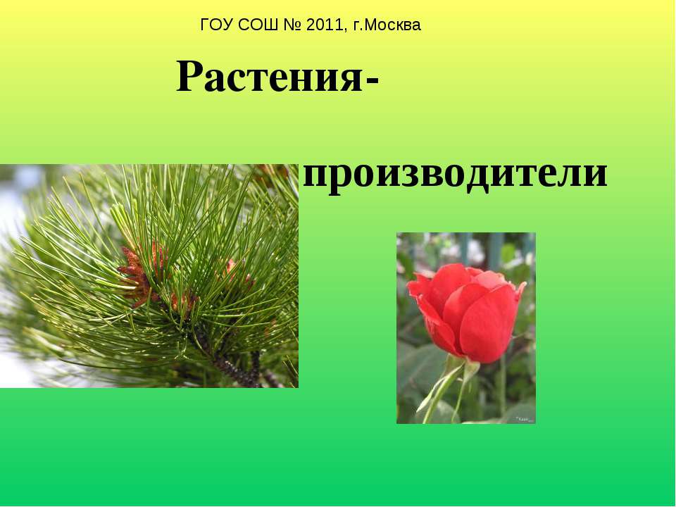 Растения-производители