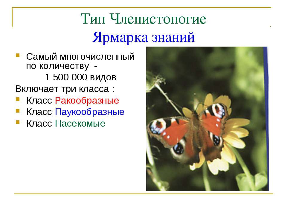 Тип Членистоногие Ярмарка знаний