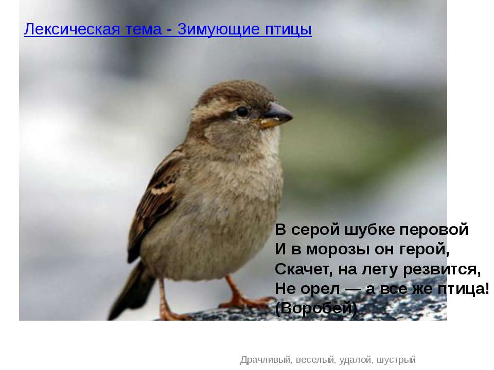 Лексическая тема - Зимующие птицы