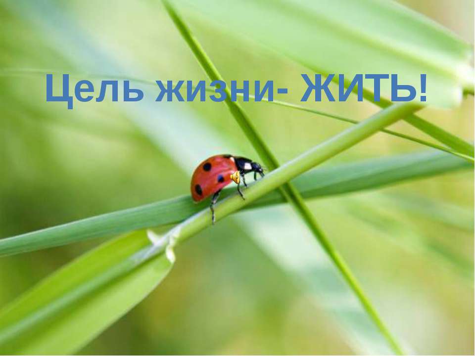 Цель жизни- жить