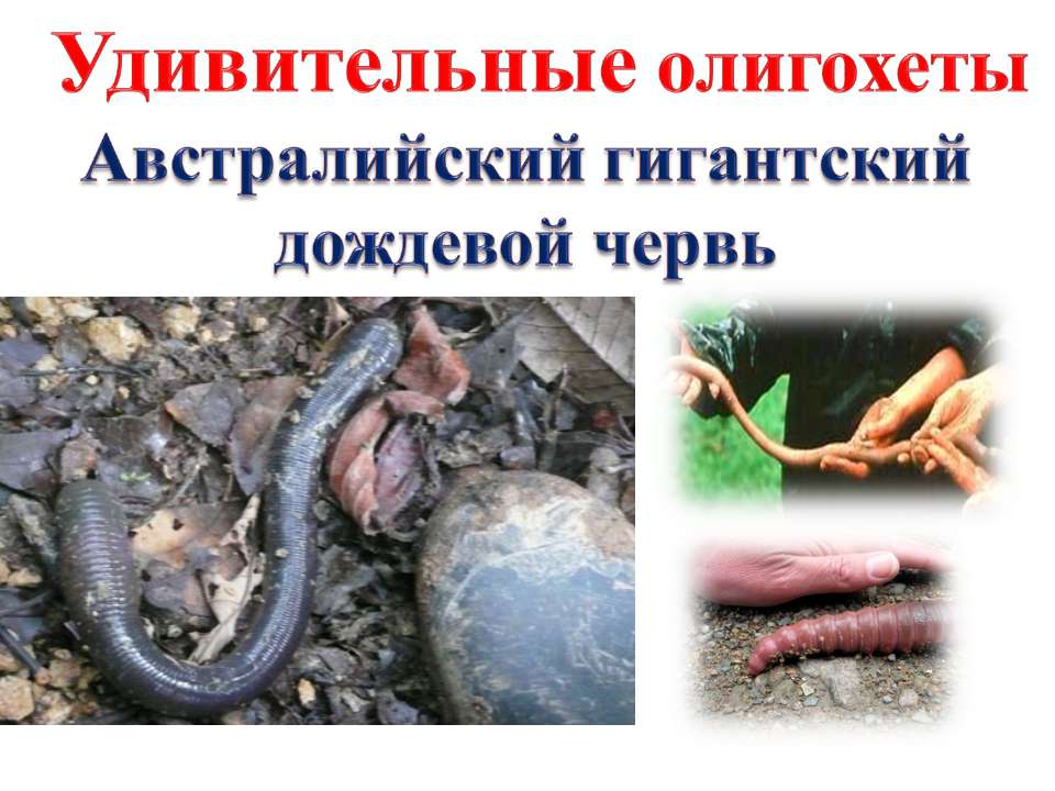 Удивительные олигохеты Австралийский гигантский дождевой червь