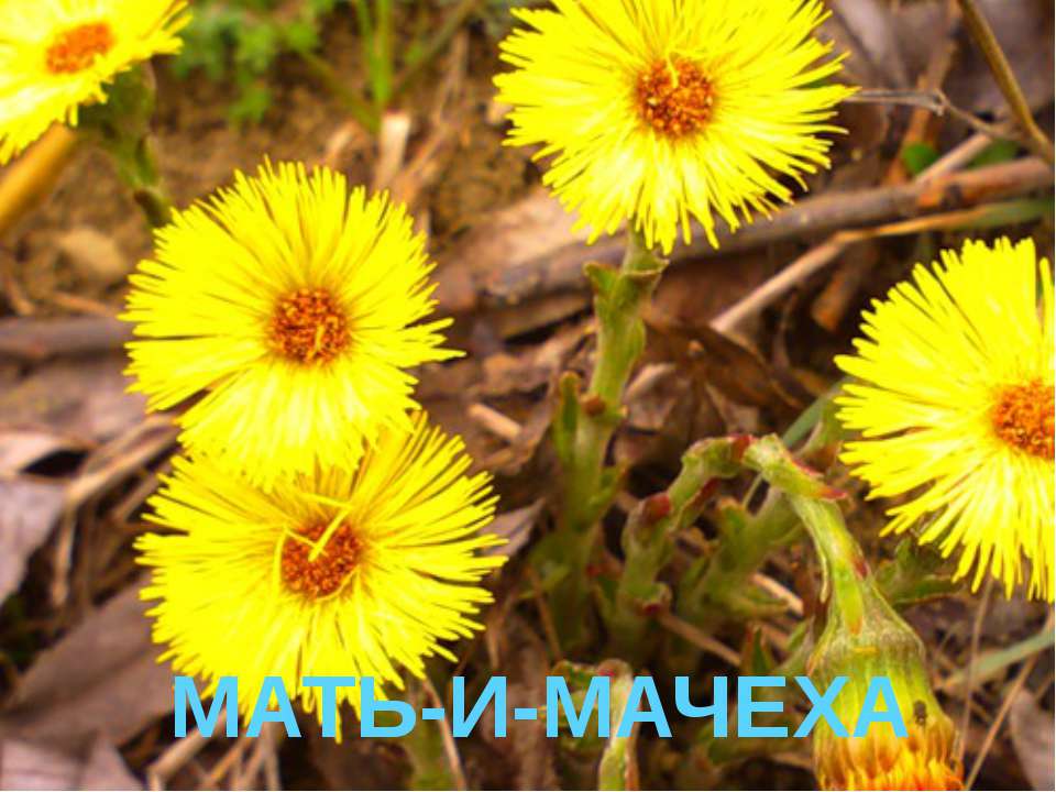 Мать-и-мачеха