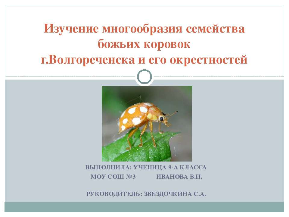 Изучение многообразия семейства божьих коровок г.Волгореченска и его окрестностей