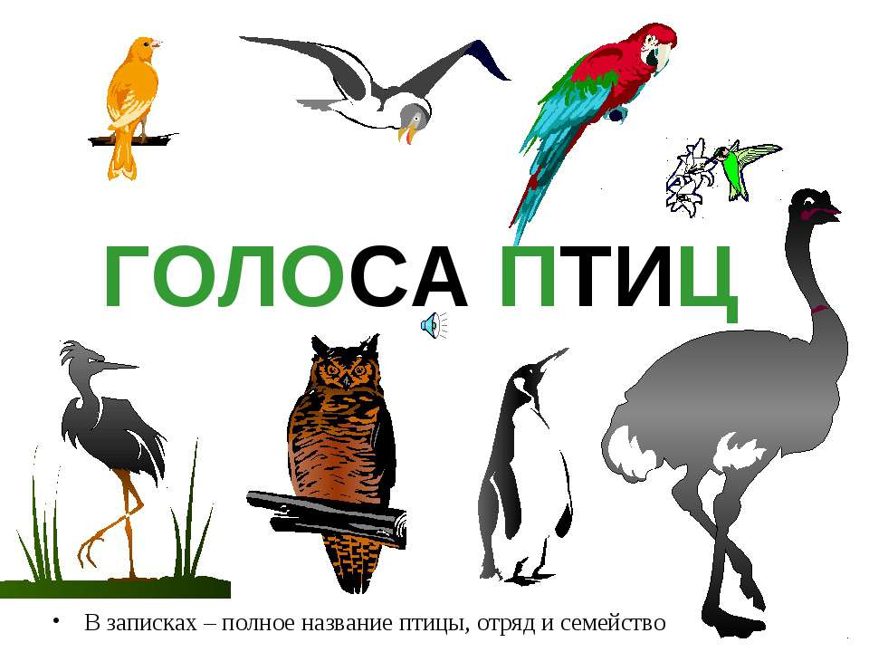 Голоса птиц