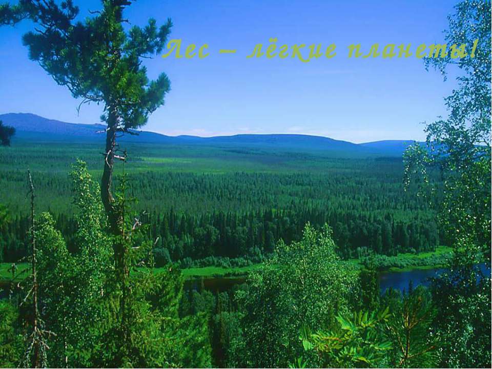 Лес – лёгкие планеты!