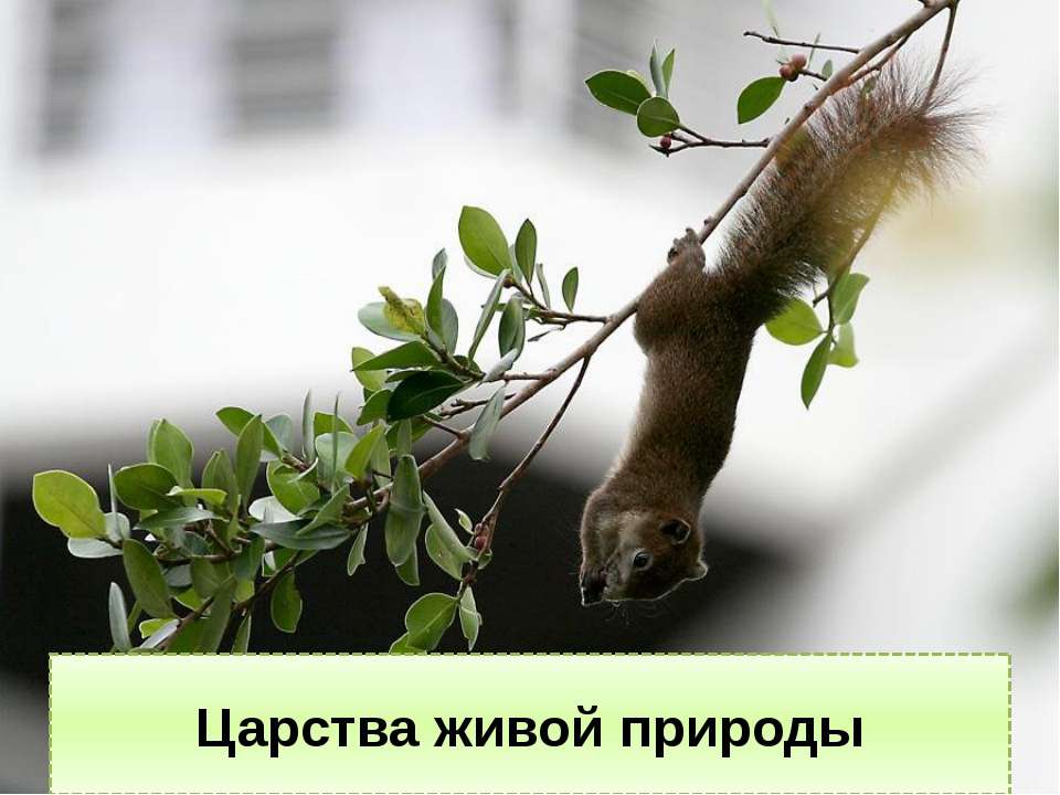 Царства живой природы