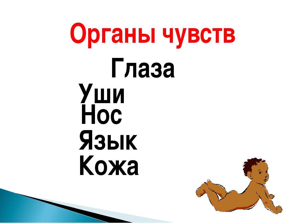 Органы чувств Глаза Уши Нос Язык Кожа