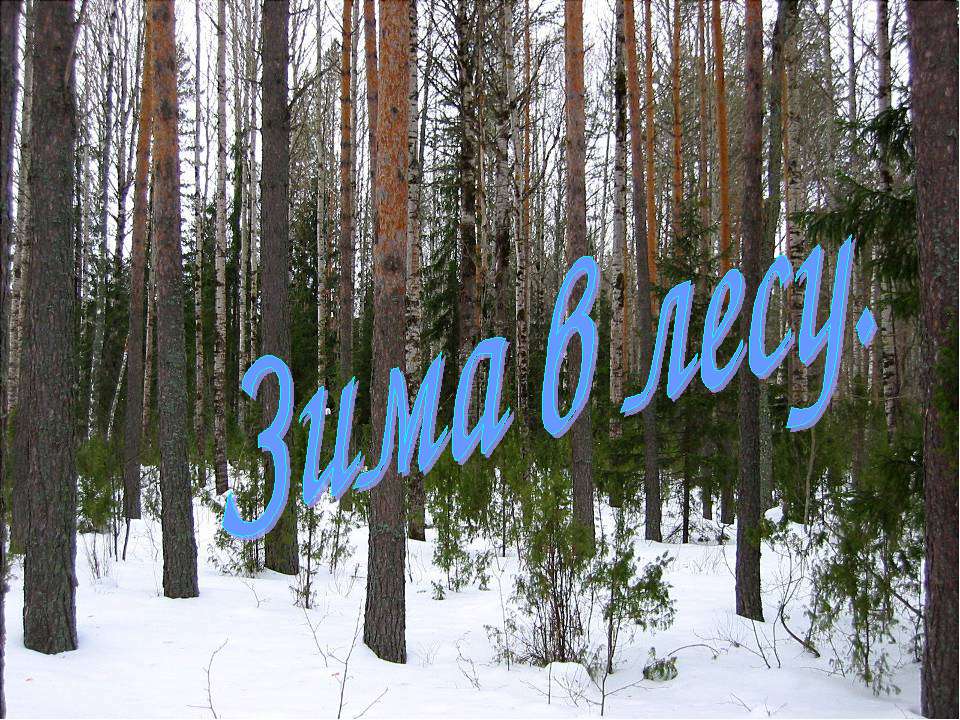 Зима в лесу
